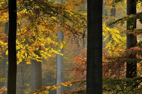 6-forest-photography-autumn-sonian-forest-brussels